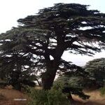 arbre-liban